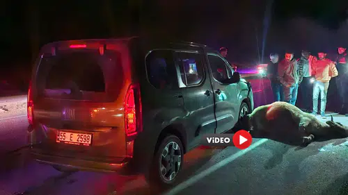 Yola çıkan dana kazaya neden oldu