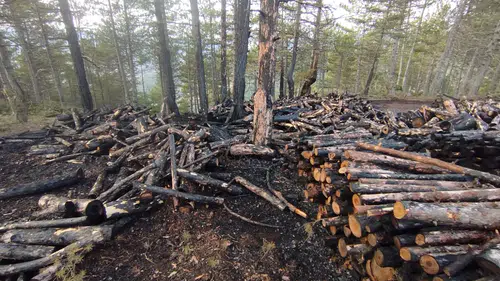 Kesim Sahasında Yangın Paniği