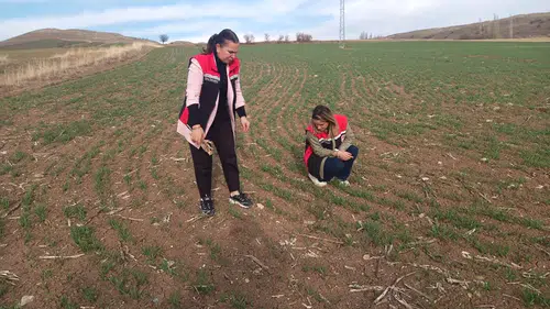 Hububat Tarlaları Mercek Altında