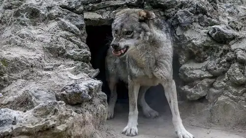 Kurt Sürüsü Saldırdı, Küçükbaş Hayvanlar ve Köpek Öldü