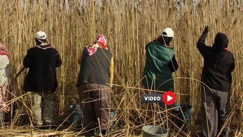 Kenevirde ilk hasat heyecanı