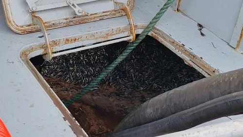 Araklı Limanı’nda hafta sonu hamsi yoğunluğu