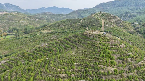 Dalaman’da 6 yıl önce dikilen fidanlar ormana dönüştü