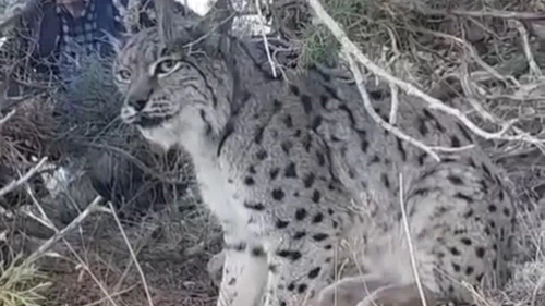 Van’da vaşak görüntülendi