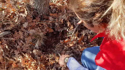 Hububata Süne Kalkanı