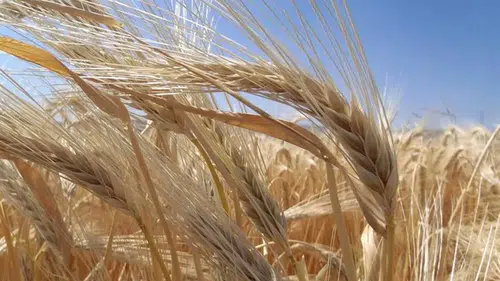 Çorum’da Arpa Üretimi Arttı