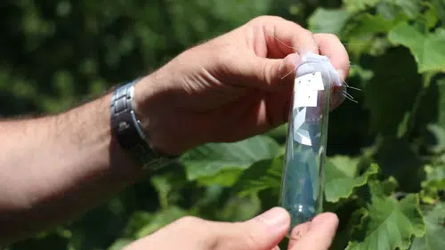 Trabzon'da bir haftada 56 bin samuray arısı doğaya salındı