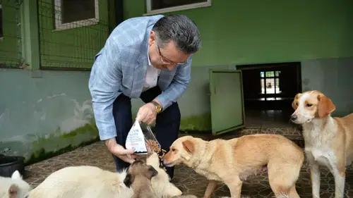 Trabzon'da 14 ayda 1182 sahipsiz köpek yeni yuvalarına kavuştu