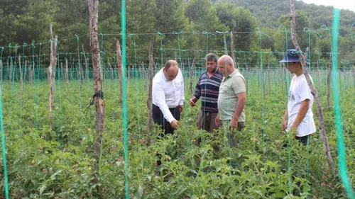 Pazar'da domates ve şeker fasulye alanları ekime hazırlanıyor