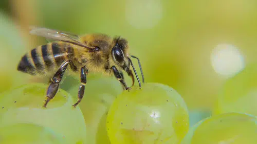 Bolu'da zararlı kahverengi kokarcayla mücadele için samuray arılar doğaya salındı
