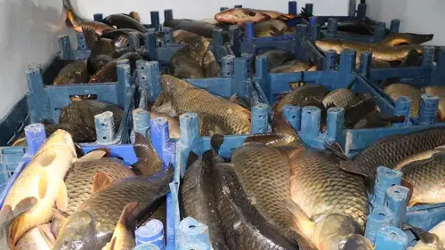 Sinop'ta kaçak avlanan 1611 kalkan balığı ele geçirildi