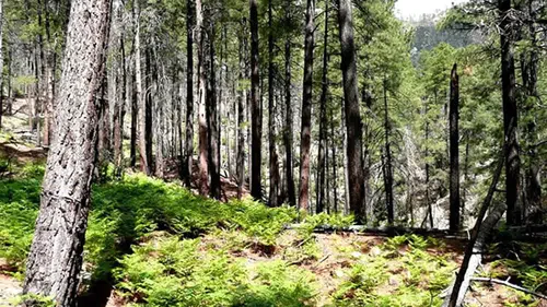 Bolu'da ormanlık alanlara giriş yasağı getirildi