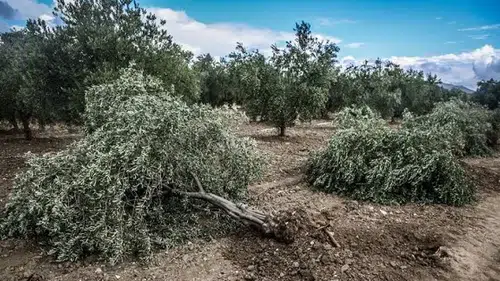 Tahtasız: Vebalini Ömür Boyu Taşıyacaklar