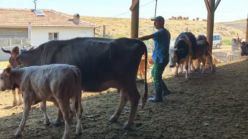 Şapa Karşı Aşılama Seferberliği