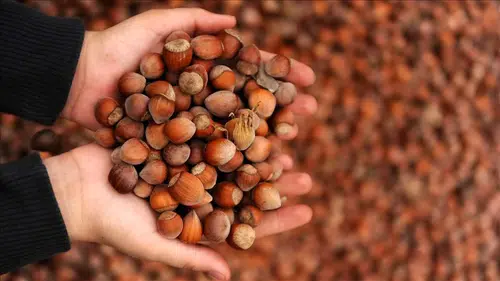 Ticaret borsalarında 10 ayda 606 bin tonu aşkın fındık işlem gördü