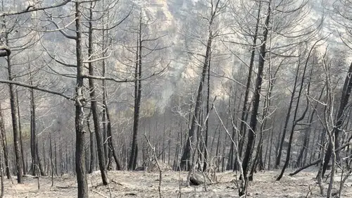 Karabük'teki orman yangınında yaralanan kedinin yardımına hayvanseverler yetişti
