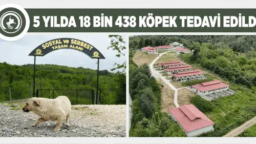 Düzce'de Kurtsuyu Hayvan Barınağı ve Doğal Yaşam Alanı'nın Genişletme Projesi Başlıyor!