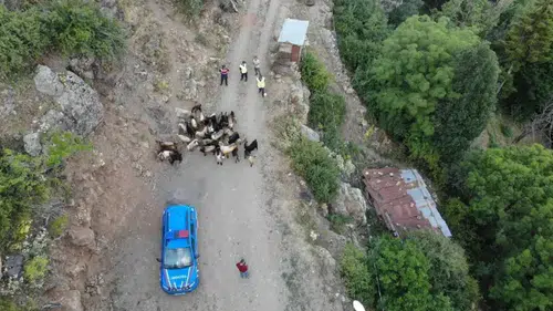 Artvin'de Jandarma Ekipleri, Kaybolan Keçileri Başarıyla Tekrar Sahiplerine Kazandırdı