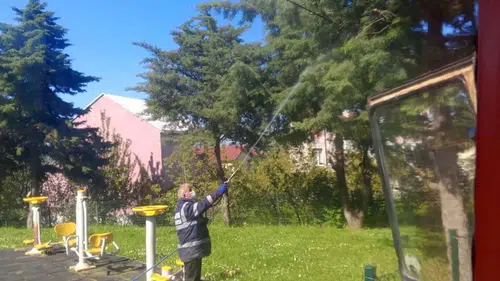 19 Mayıs ilçesinde kahverengi kokarca ile mücadele çalışmaları değerlendirildi