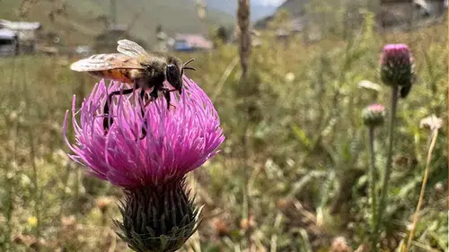 Dünyaca ünlü Anzer balının üretimi için mühürlenen peteklerden numune alındı
