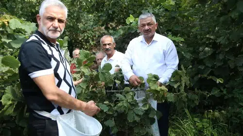 TZOB Yönetim Kurulu Üyesi Soydan, fındık üreticileriyle hasat yaptı