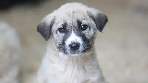 Bir Kap Su, Bir Avuç Mama