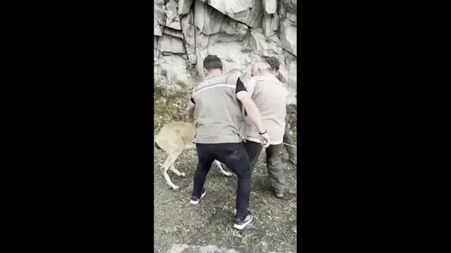 Giresun'da kara yolunda yakalanan yaban keçisi doğal yaşam alanına bırakıldı