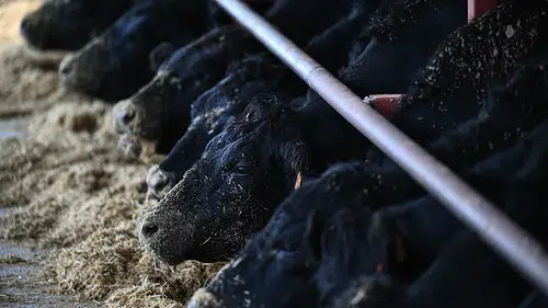 Gümüşhane'de Kırsalda Bereket Hayvancılığa Destek Projesi çalışmaları sürüyor