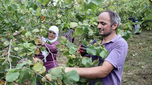 Trabzon ve Giresun'da fındık hasadına başlandı