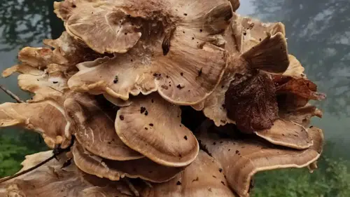Kastamonu'da etkili olan yağışın ardından mantar sezonu başladı