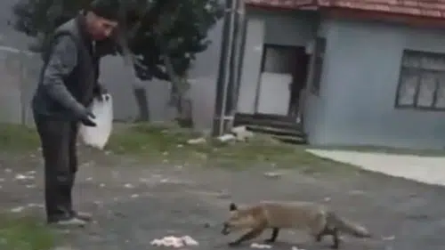 Bolu'da aç kalan tilkiyi vatandaş besledi