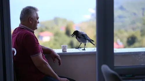 Fındık ikram ettiği kargayla dostluk kurdu