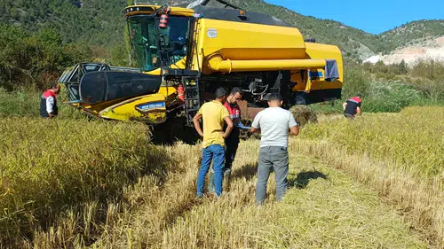 Osmancık’ta Çeltik Hasadı Başladı