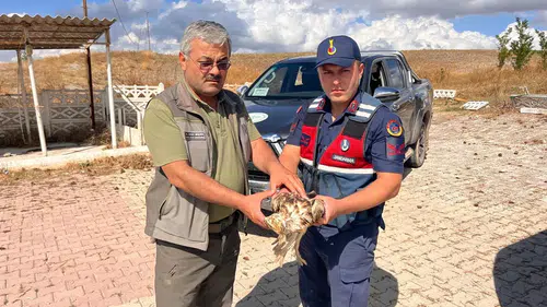Jandarmanın Dikkati Şahini Kurtardı