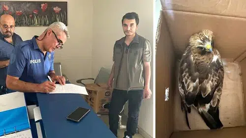 Tokat'ta yaralı halde bulunan kızıl şahin tedavi altına alındı