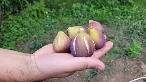Samsun'un Tekkeköy ilçesinde "mor patlıcan inciri"nin hasadı sürüyor