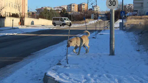 Sokak Hayvanlarının Soğukta Yaşam Mücadelesi