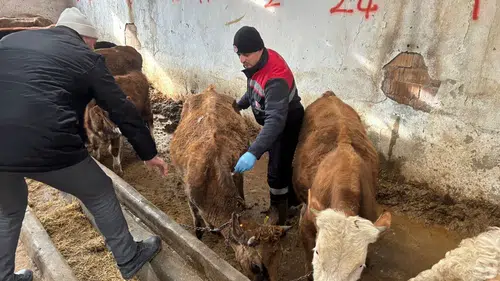 Hayvan Hastalıklarına Karşı Seferberlik