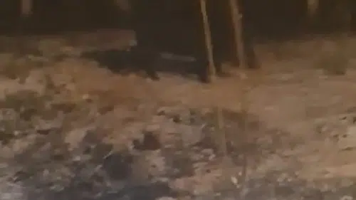 Binevler’de Domuz Paniği