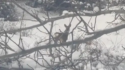 Doğanın Kalbinden Gelen Sürpriz Kareler