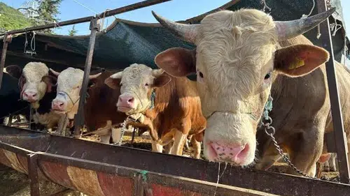 Besilik Sığır İthalatında Süreç Netleşti