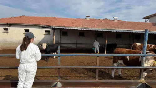 İthal Sığırlara Sıkı Sağlık Ablukası