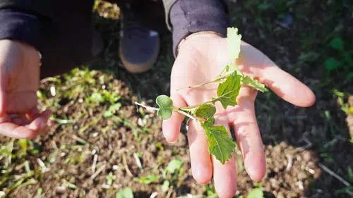 Kanola Ekili Alanlarda Çıkış ve Gelişim Kontrolü