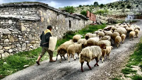 Sürü Yönetimi Kursu İçin Başvurular Başladı