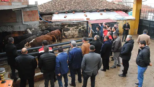 Hibe Desteğiyle Angus Düve Yetiştirecek
