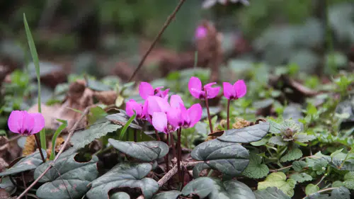 Bu Güzellikler Çorum’da