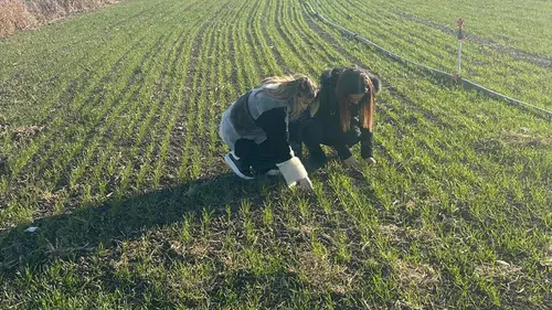 Hububat Tarlaları Mercek Altında