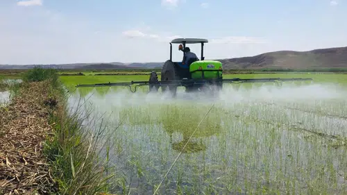 Çorum’da Çeltik Arazileri Kiralanacak, İşte Başvuru Detayları