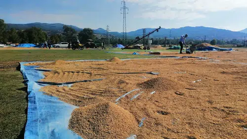 Kargı Belediyesi Çeltik Satacak