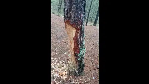 Çorum Çatak Tabiat Parkı’nda Ağaçlara Zarar Verildi